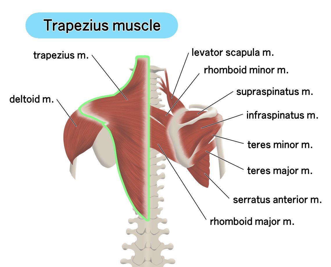 Scapular Muscles